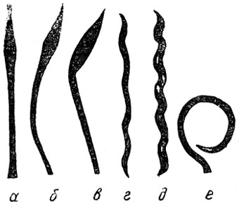 Рис. 5. Стержни волоса разной извитости: а - прямой; б - изогнутый; в - изломанный; г - волнистый; д - штопорообразный; е - спиральный