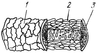 Рис. 6. Схема микроскопического строения стержня волоса: 1 - чешуйчатый слой; 2 - корковый слой; 3 - сердцевинный слой