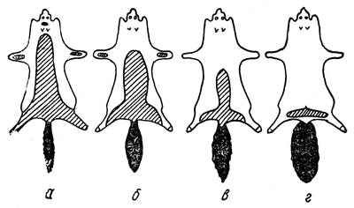 Рис. 9. Пигментация кожевой ткани лисицы красной: а - ранней осенью (брак); б - осенью (сорт III); в - поздней осенью (сорт II); г - зимой (сорт I)