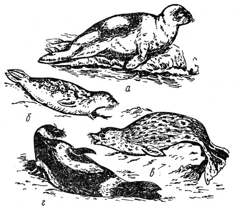 Рис. 31. Гренландский тюлень (а), обыкновенная нерпа (б), ларга (в), полосатый тюлень (г)