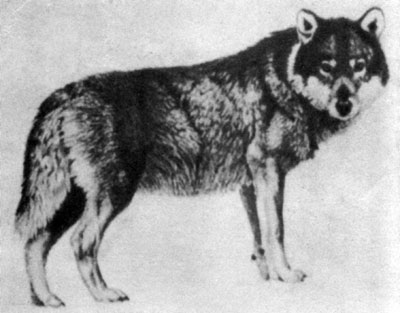 Рис. XIV. Волк